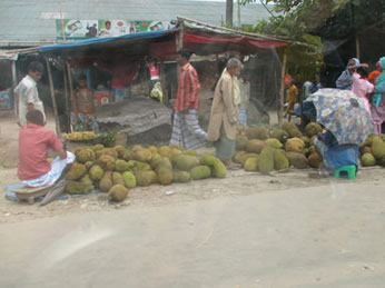 K.P. Mohan on Twitter: @ShashiTharoor @DrRanjithReddy @MahuaMoitra  Jackfruit sapling? Strange-looking variety if indeed it is jackfruit. /  Twitter